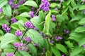 Purple beautyberry ( Callicarpa dichotoma ). Flowers and berries.