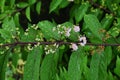 Purple beautyberry ( Callicarpa dichotoma ). Flowers and berries.