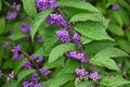 Purple beautyberry ( Callicarpa dichotoma ). Flowers and berries.