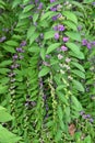 Purple beautyberry ( Callicarpa dichotoma ). Flowers and berries.