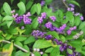 Purple beautyberry ( Callicarpa dichotoma ). Flowers and berries.