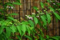 Purple beautyberry ( Callicarpa dichotoma ). Flowers and berries.