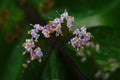 Purple beautyberry ( Callicarpa dichotoma ). Flowers and berries.