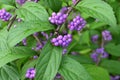 Purple beautyberry ( Callicarpa dichotoma ). Flowers and berries.