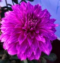 A purple beautyful dahlia flower.