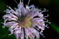 A purple Bee Balm flower Royalty Free Stock Photo