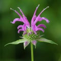 Purple beebalm Royalty Free Stock Photo