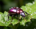 a purple beetle sitting on top of a green leaf Royalty Free Stock Photo