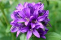 Purple Bell fllowers ,Campanula Glomerata