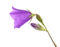 Purple bell flower isolated on white background. Beautiful blooming bouquet Royalty Free Stock Photo