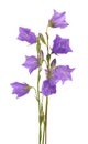 Purple bell flower isolated on white background. Beautiful blooming bouquet Royalty Free Stock Photo