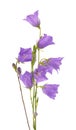 Purple bell flower isolated on white background. Beautiful blooming bouquet Royalty Free Stock Photo