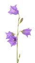 Purple bell flower isolated on white background. Beautiful blooming bouquet Royalty Free Stock Photo