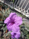 Purple bell flower, small purple flower garden decoration, purple golden flower Royalty Free Stock Photo