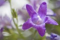 Purple bell flowers