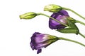 Purple bell flowers
