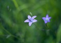 Purple bell flowers with a bee in the meadow