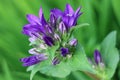 Purple Bell Flowers, Campanula Glomerata with green leaves