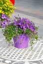 Purple bell flowers Campanula in pot Royalty Free Stock Photo