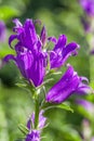 Purple bell flowers