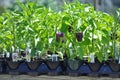 Purple Bell Pepper Plants