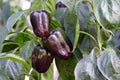 Purple bell pepper Royalty Free Stock Photo