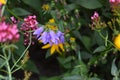 Purple Bell Shaped Flowers in the Garden