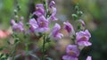 Purple Bell toad flowers commonly known as Snap Dragon Royalty Free Stock Photo
