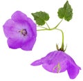 Purple bellflower Royalty Free Stock Photo