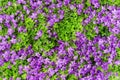 Purple Bellflowers or Campanula flowers with green leaves. Floral background at spring or summer season