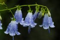 Purple bellflowers with waterdrops after rain