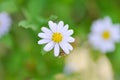 purple Bellis perennis , purple daisy or Aster tataricus or Tatarian Aster or Tatarian Daisy or Tatarinows Aster or Asteraceae or