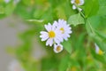 purple Bellis perennis , purple daisy or Aster tataricus or Tatarian Aster or Tatarian Daisy or Tatarinows Aster or Asteraceae or