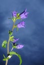 purple bells on a dark sky background. Vertically. Copy space