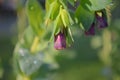 Purple Bells flowers covered by dew in the morning Royalty Free Stock Photo