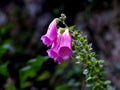 Purple bellshaped flower Royalty Free Stock Photo