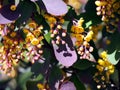 Purple Berberis thunbergii