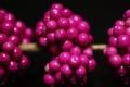 Purple Berries