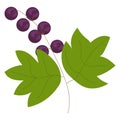 Purple berries on a branch with green leaves. Simple botanical illustration of a fruit twig. Natural element for design