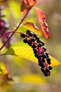 Purple berries (Phytolacca decandia)