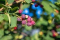 Purple berries shadberry ripen on the plant in summer Royalty Free Stock Photo