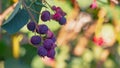 Purple berries shadberry ripen on the plant in summer Royalty Free Stock Photo