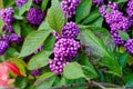 Purple berry cluster of Beautyberry shrub, fall season nature Royalty Free Stock Photo