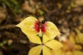 Purple berry and yellow leaves of cucumber root in Maine.