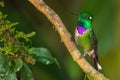 Purple Bibbed Whitetip Royalty Free Stock Photo