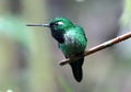 Purple-bibbed Whitetip Hummingbird,Ecuador Royalty Free Stock Photo