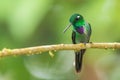 Purple-bibbed Whitetip - Urosticte benjamini Royalty Free Stock Photo