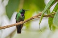 Purple-bibbed Whitetip - Urosticte benjamini Royalty Free Stock Photo