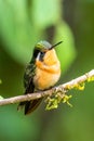urple-bibbed Whitetip - Urosticte benjamini, beautiful green hummingbird from western Andean slopes Royalty Free Stock Photo