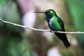 Purple-bibbed Whitetip hummingbird - Urosticte benjamini - in Ecuador Royalty Free Stock Photo